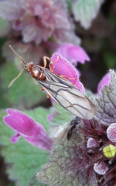 Prenolepis nitens - ragyogóhangya