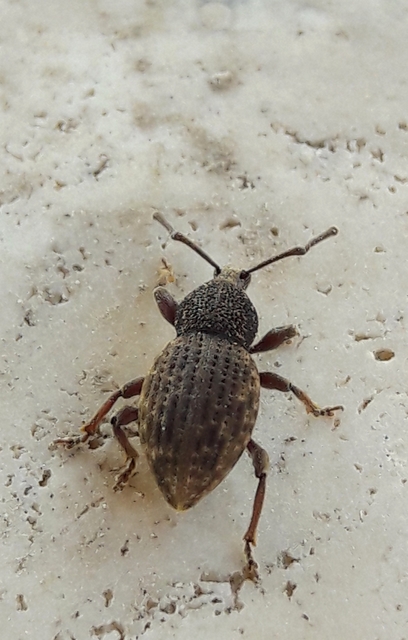 Otiorhynchus raucus - molyhos gyalogormányos