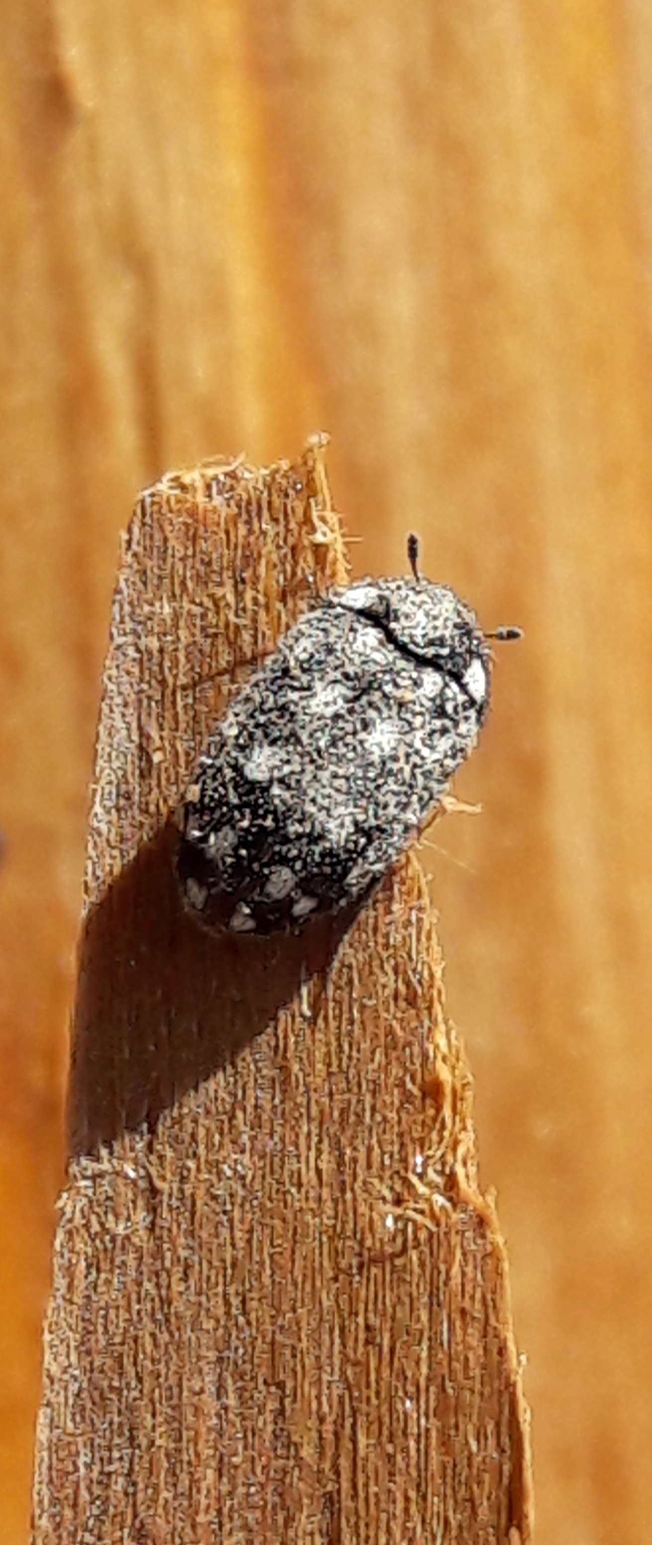 Lanorus punctatus - sokpettyes szűcsbogár