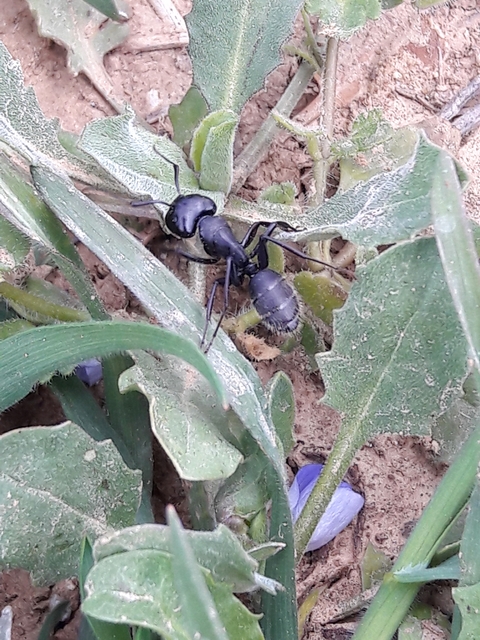Camponotus vagus - fekete lóhangya