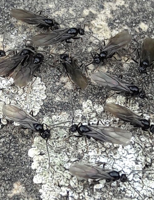Prenolepis nitens - ragyogóhangya