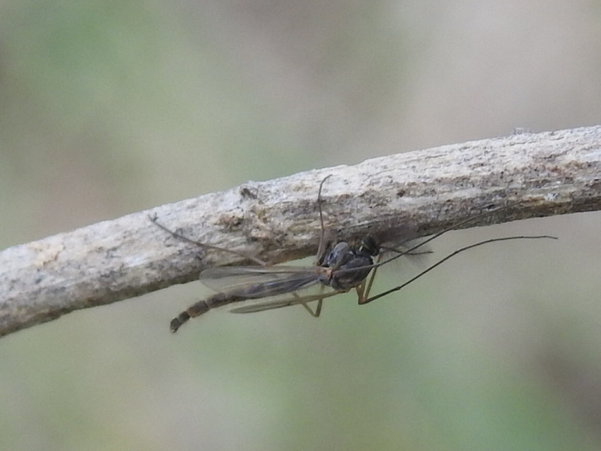 Chironomidae - árvaszúnyogok