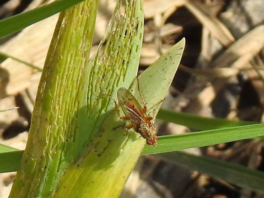 Scathophaga