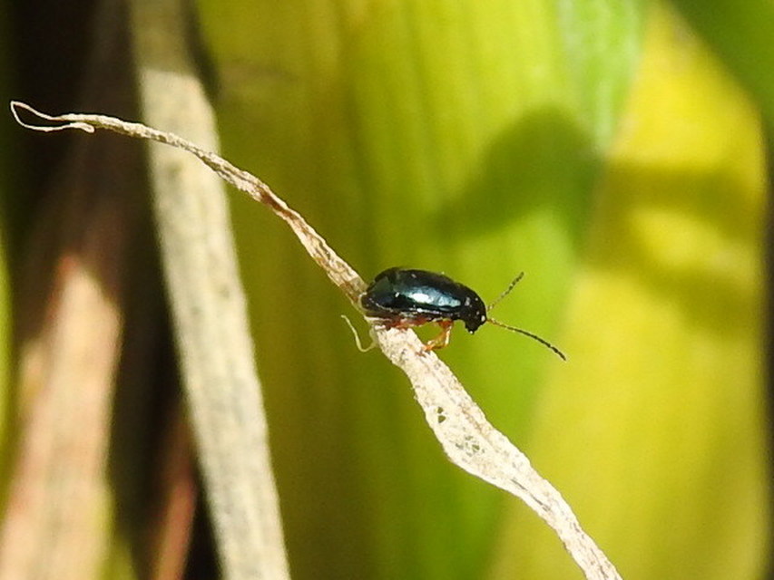 Aphthona