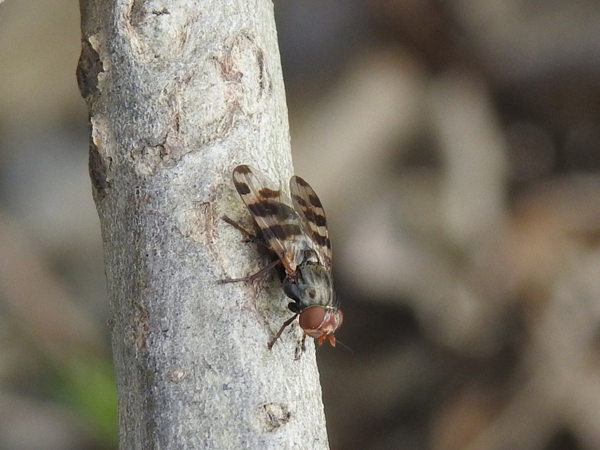 Ceroxys hortulana - kerti foltoslégy
