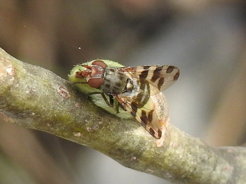 Ceroxys hortulana - kerti foltoslégy