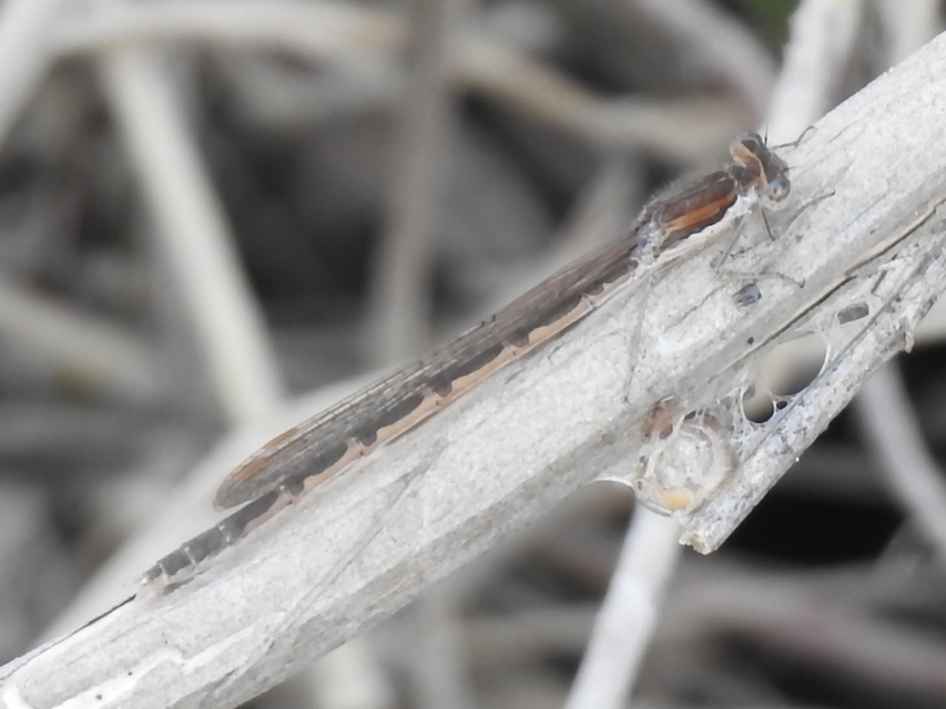 Sympecma fusca - téli rablószitakötő