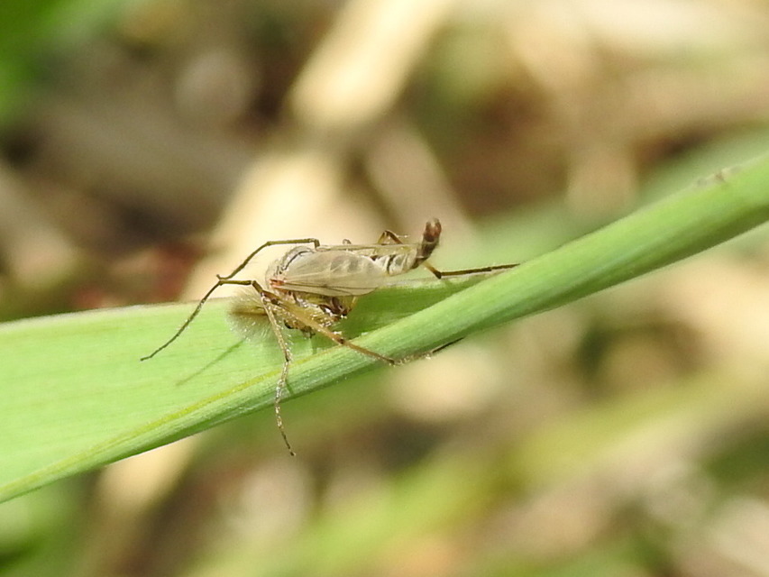 Chironominae