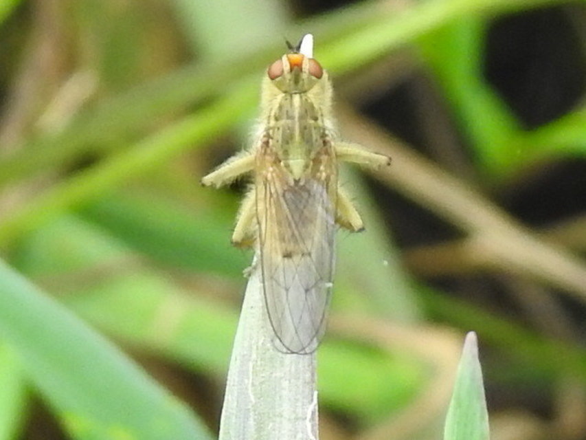 Scathophaga stercoraria - közönséges trágyalégy