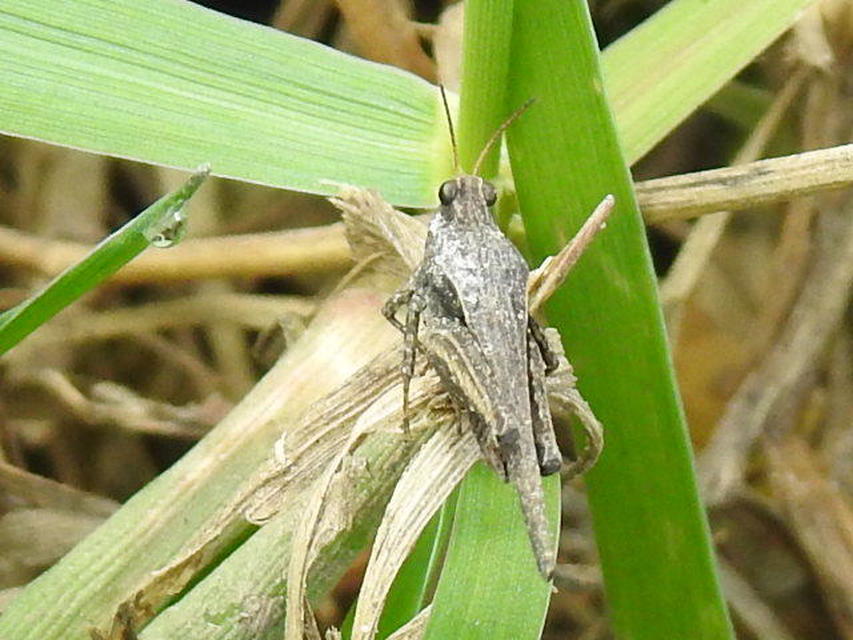 Tetrix subulata - közönséges tövishátúsáska