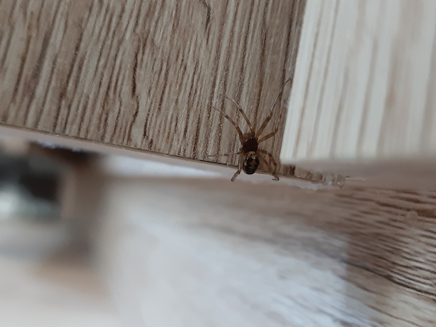 Steatoda triangulosa - háromszöges faggyúpók