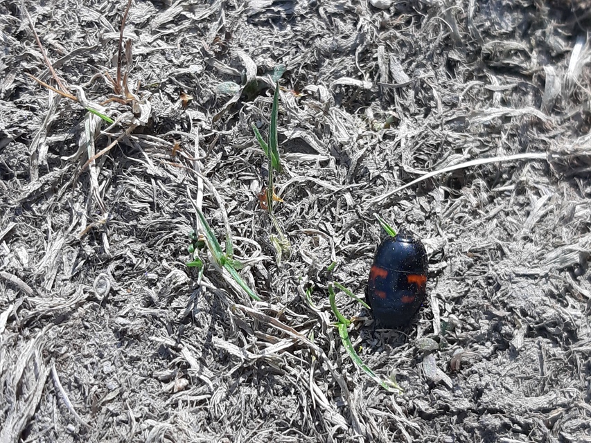 Hister quadrimaculatus - közönséges sutabogár