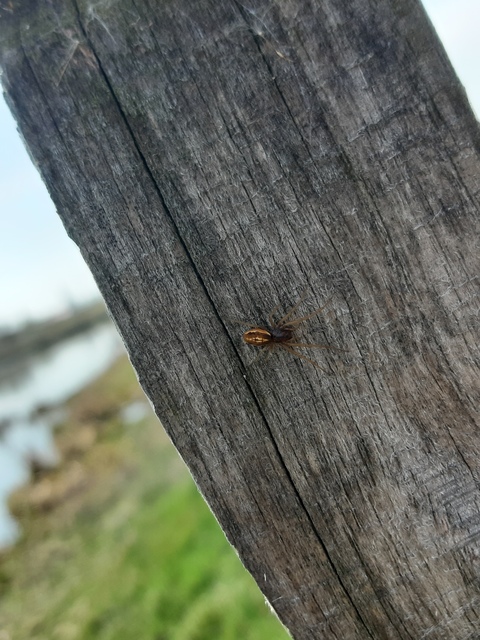 Pachygnatha clercki