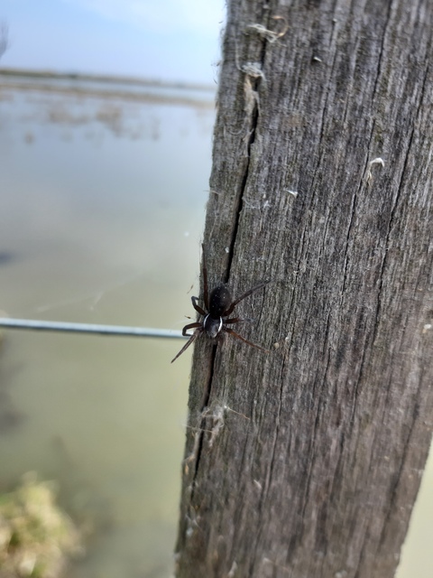 Dolomedes plantarius/fimbriatus