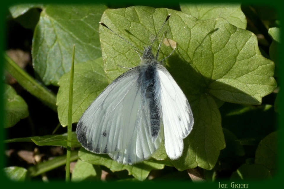 Pieris napi - repcelepke