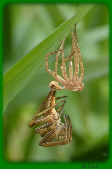 Pisaura mirabilis - csodáspók