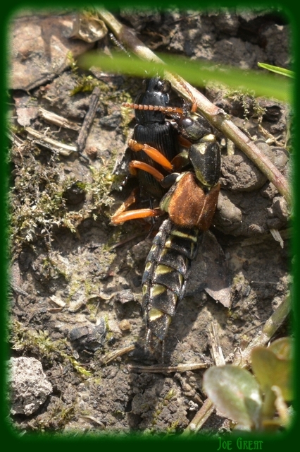 Staphylinus caesareus - aranysujtásos holyva