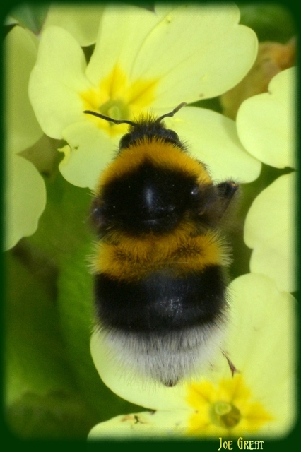 Hymenoptera - Hártyásszárnyúak