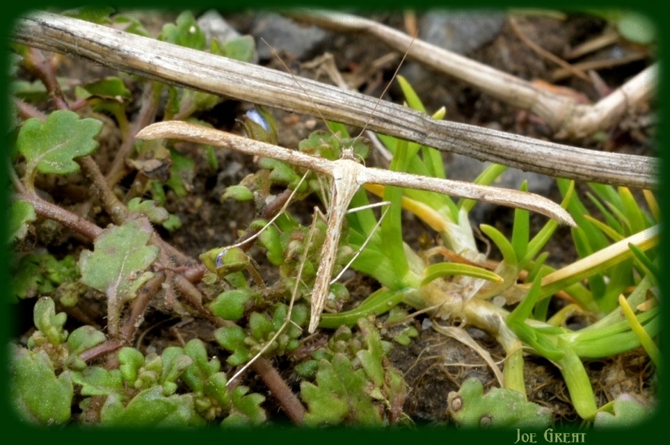 Pterophoridae - tollasmolyfélék