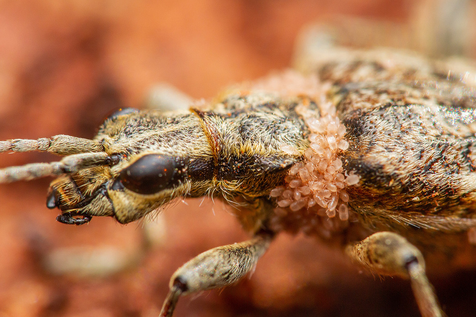 Rhagium inquisitor - fenyves-tövisescincér