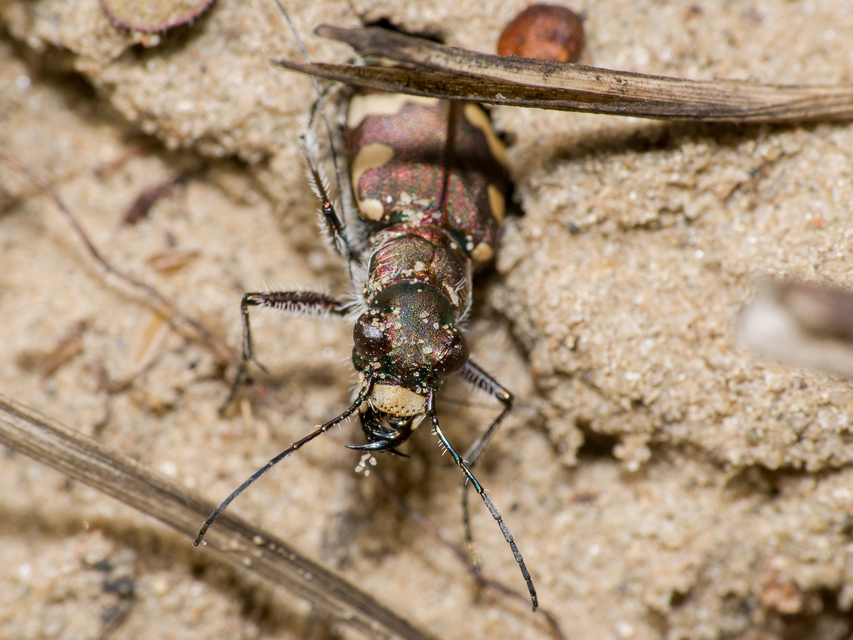 Cicindela hybrida - öves homokfutrinka