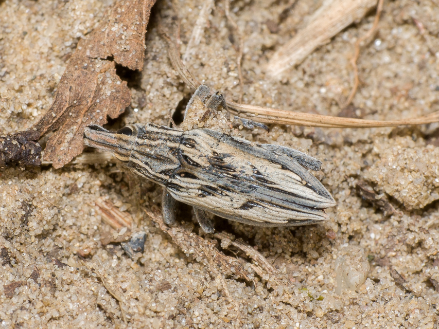 Coniocleonus nigrosuturatus - nyíljegyes barkó