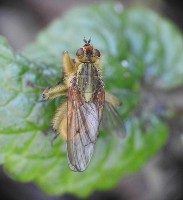 Scathophaga stercoraria - közönséges trágyalégy