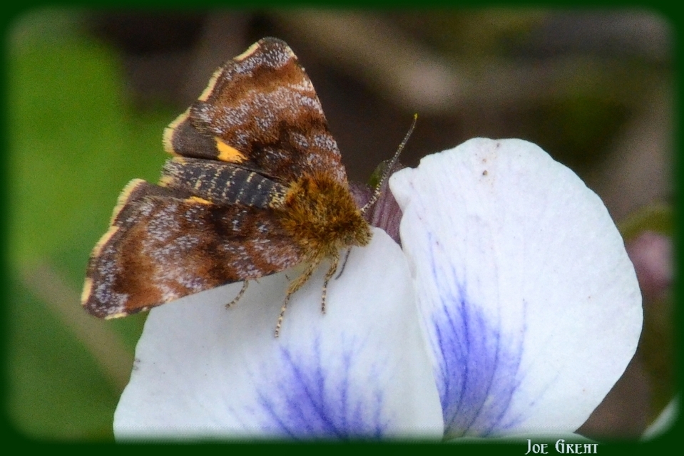 Panemeria tenebrata - apró sárgabagoly