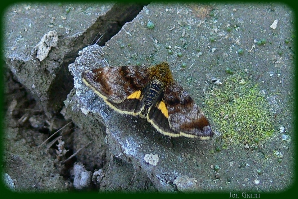 Panemeria tenebrata - apró sárgabagoly