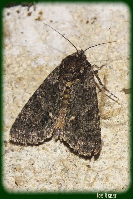 Acronicta rumicis - sóska-szigonyosbagoly
