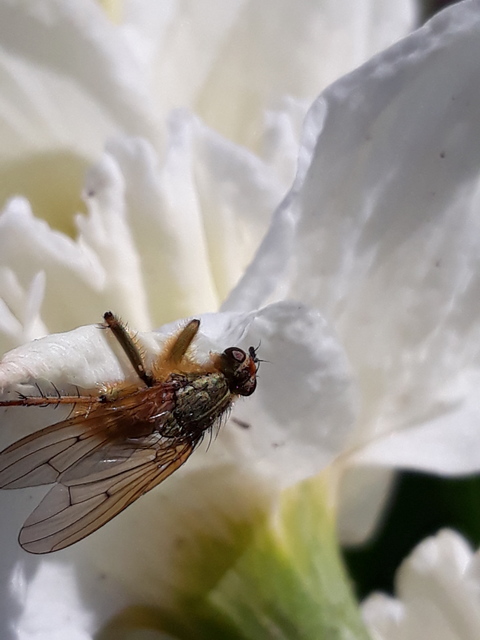 Scathophaga stercoraria - közönséges trágyalégy