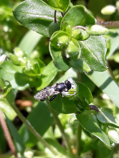 Syritta pipiens - zizegő comboslégy
