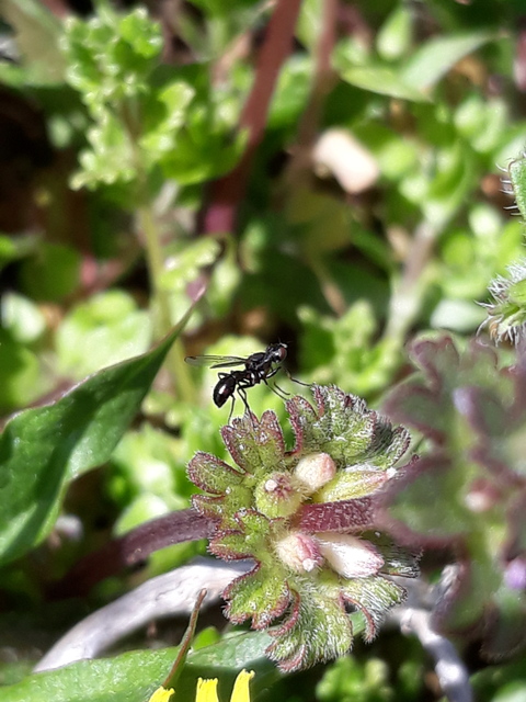 Sepsidae - billegetőlégyfélék