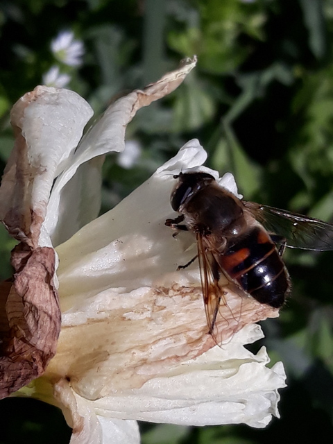 Eristalis tenax - közönséges herelégy