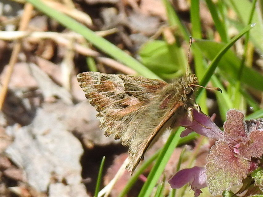 Carcharodus alceae - mályva-busalepke