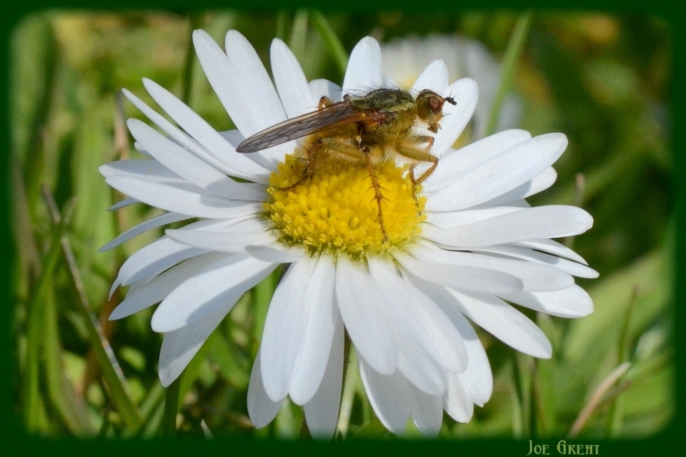 Scathophaga stercoraria - közönséges trágyalégy