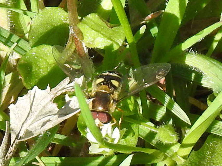 Scaeva
