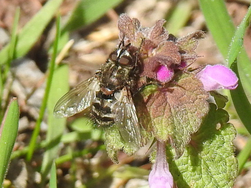 Ernestia puparum