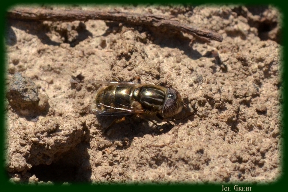 Eristalinus aeneus - bronzos foltosszeműlégy
