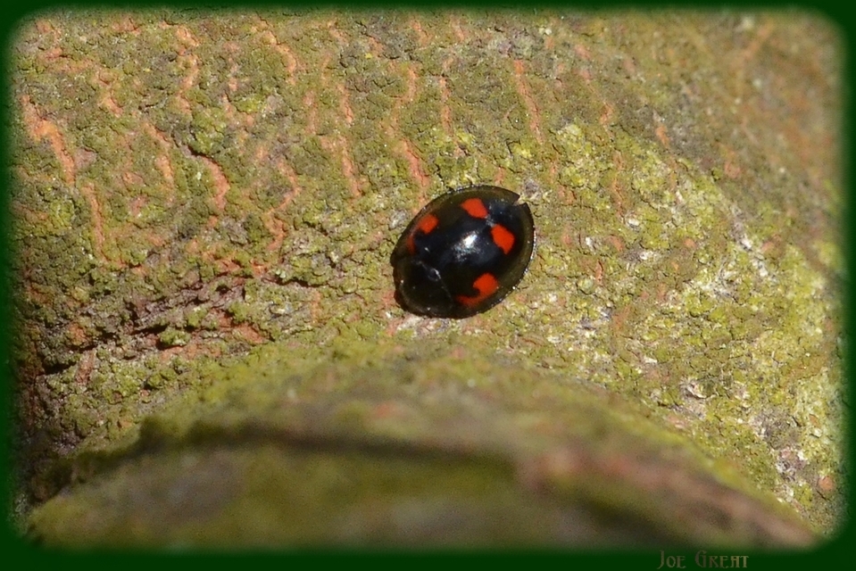 Exochomus quadripustulatus - négyfoltos szerecsenkata