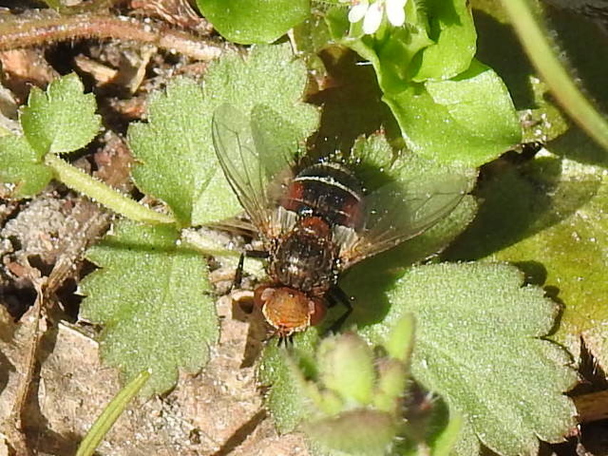 Gonia