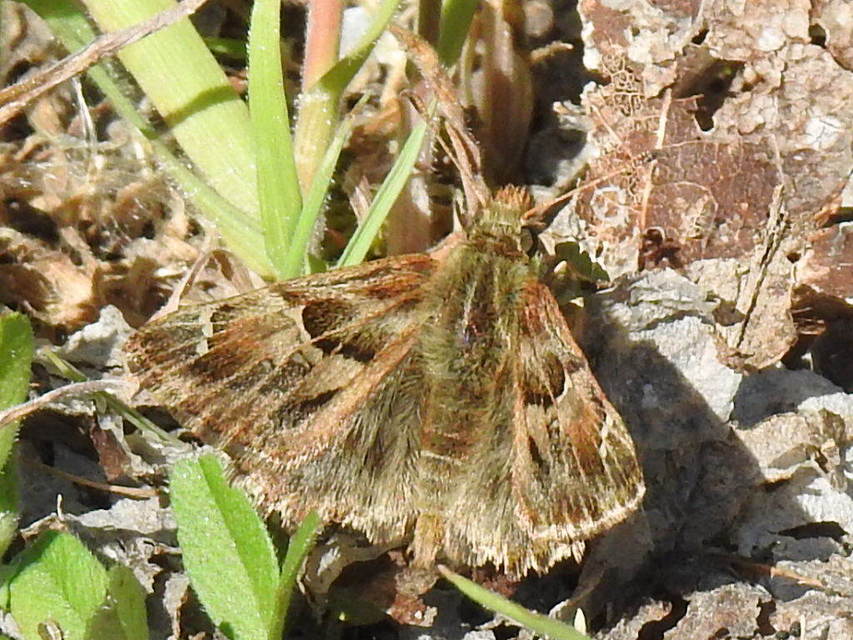 Carcharodus alceae - mályva-busalepke