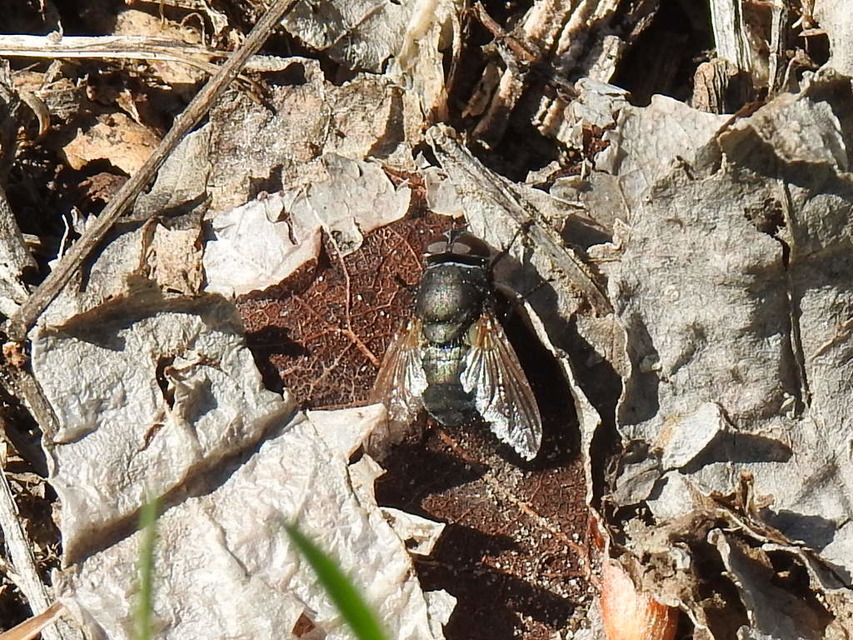 Pollenia