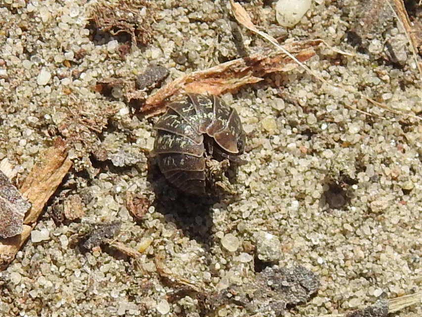 Armadillidium