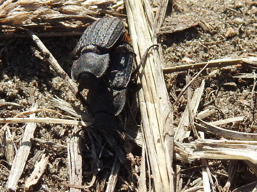 Opatrum sabulosum - sároshátú gyászbogár