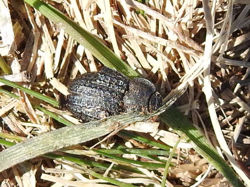 Opatrum sabulosum - sároshátú gyászbogár
