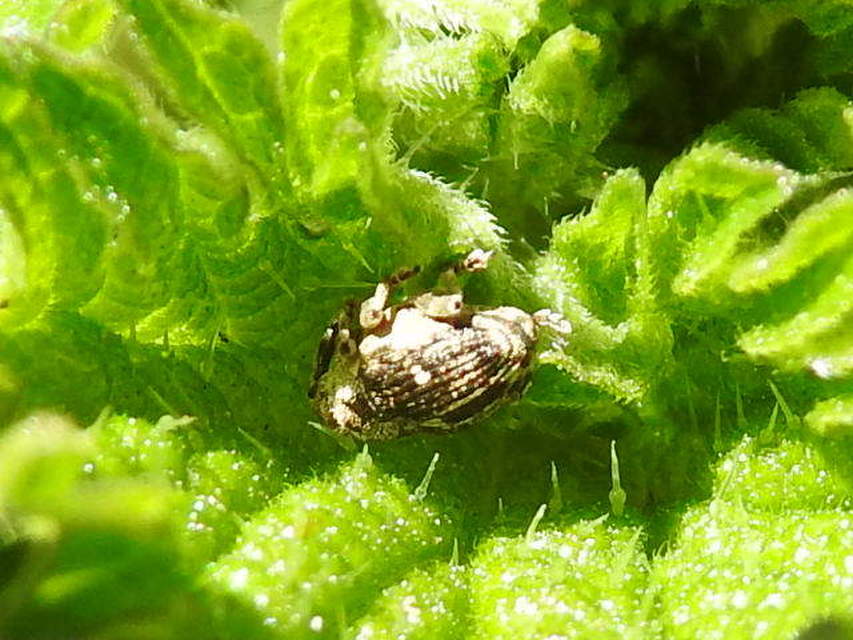 Nedyus quadrimaculatus - közönséges csalánormányos