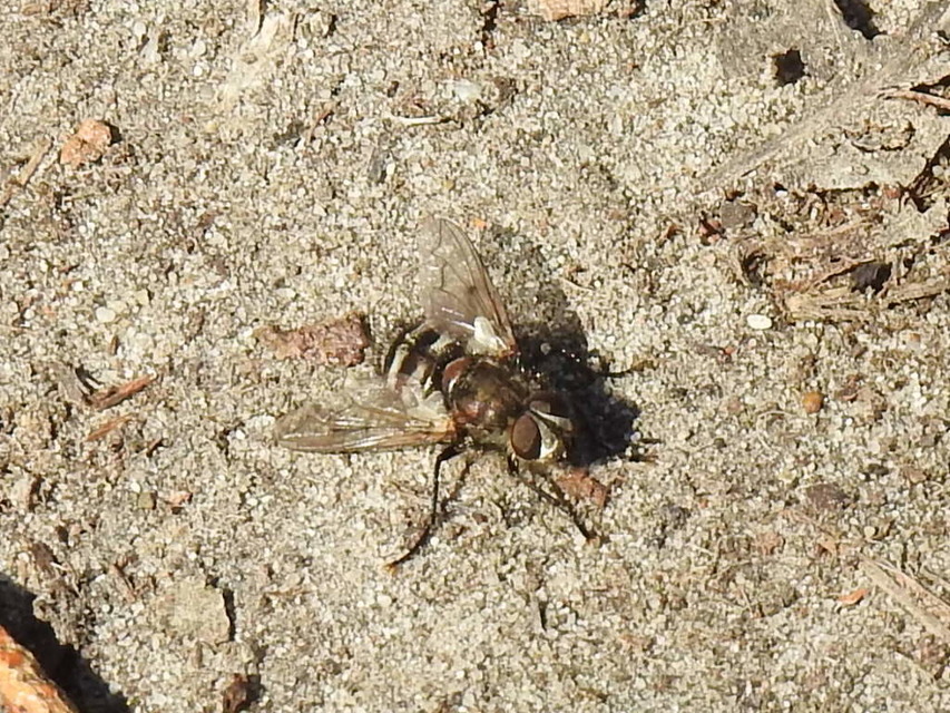 Ernestia puparum