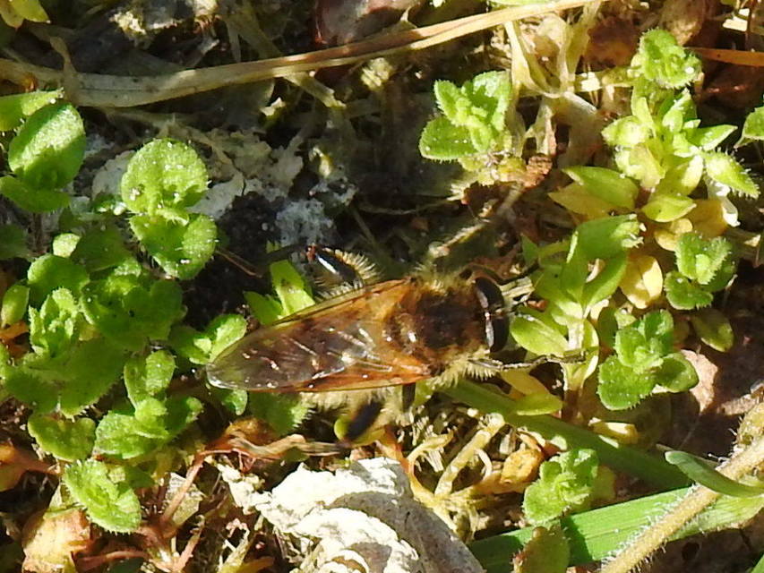 Brachypalpus