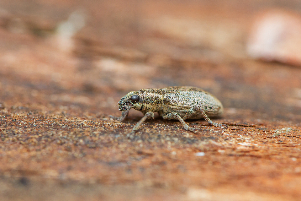 Sitona humeralis - lucerna-csipkézőbogár